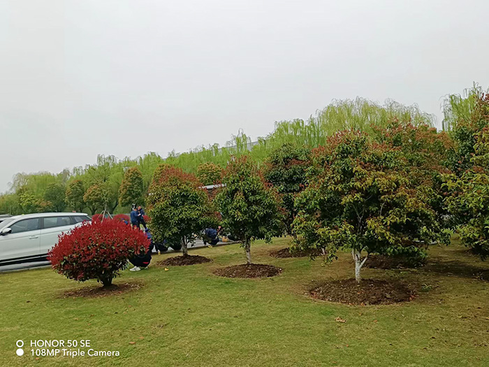 泰科電子科技（蘇州工業(yè)園區(qū)）有限公司   養(yǎng)護現(xiàn)場